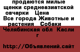 продаются милые щенки среднеазиатской овчарки › Цена ­ 30 000 - Все города Животные и растения » Собаки   . Челябинская обл.,Касли г.